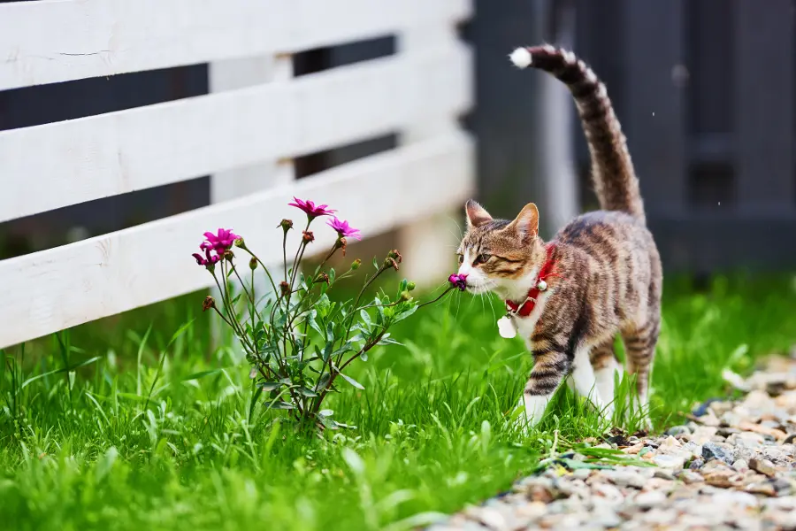 plants poisonous to dogs with cat sniffing flower by fence