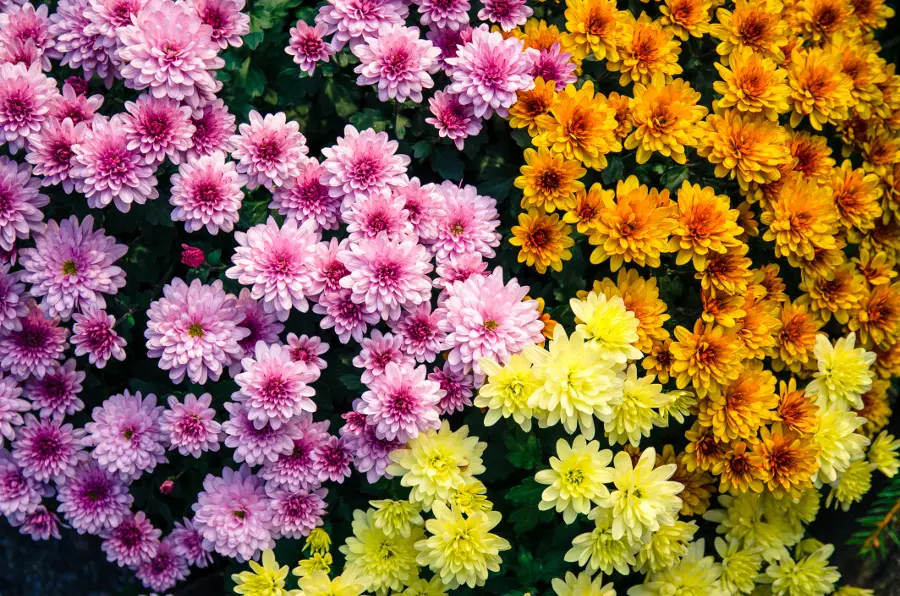 All About Chrysanthemums (Mums)