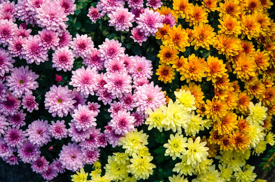 Chrysanthemum Facts, Meaning, and Care