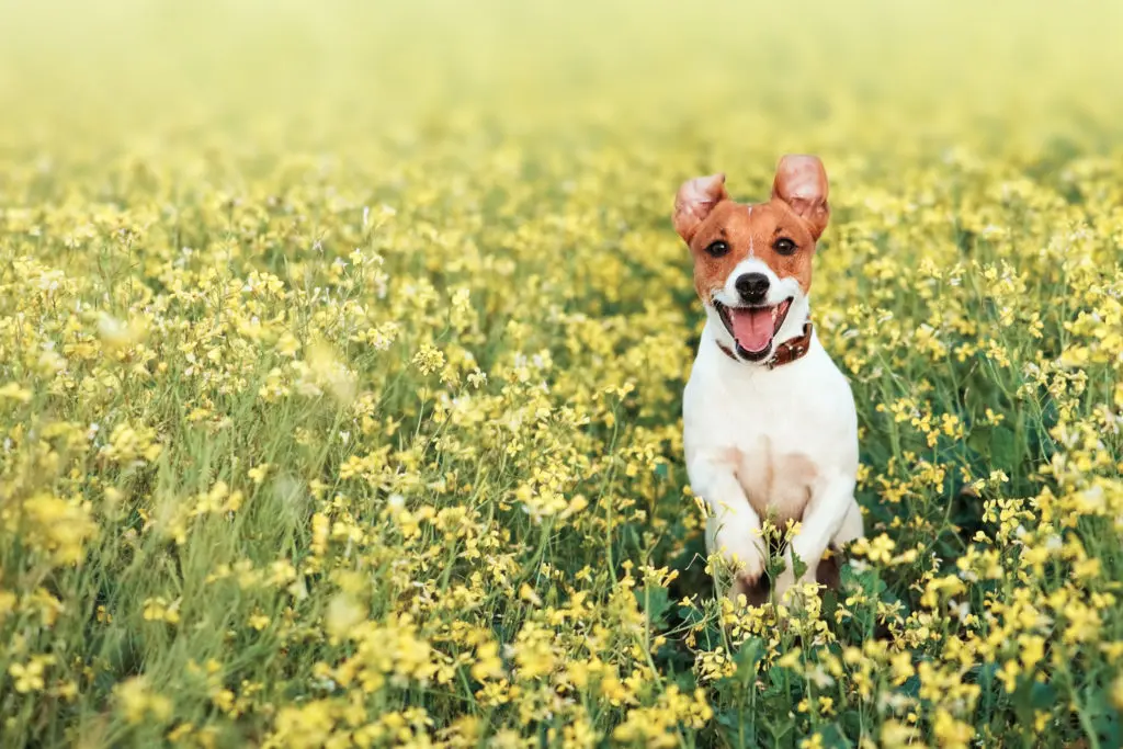 Dog jumping in a field of flowers