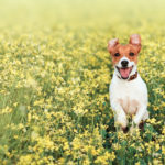 Dog jumping in a field of flowers
