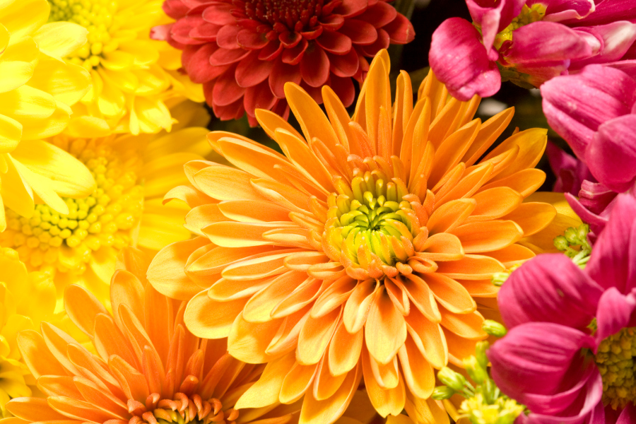 chrysanthemums