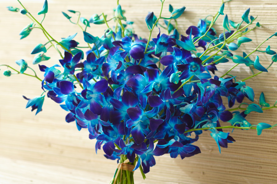Photo of an orchid, the zodiac flower for Aquarius