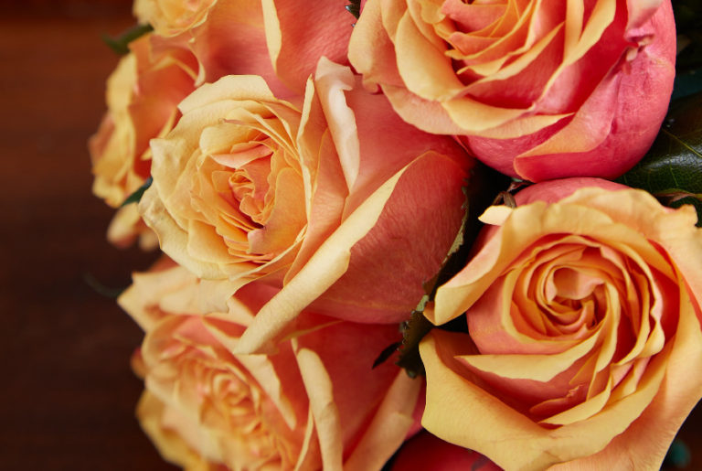 Now Blooming Cherry Brandy Roses Petal Talk