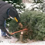 chopping-down-christmas-tree