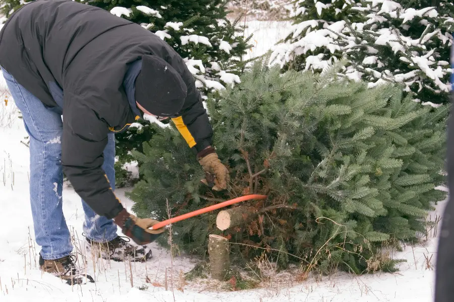 chopping-down-christmas-tree