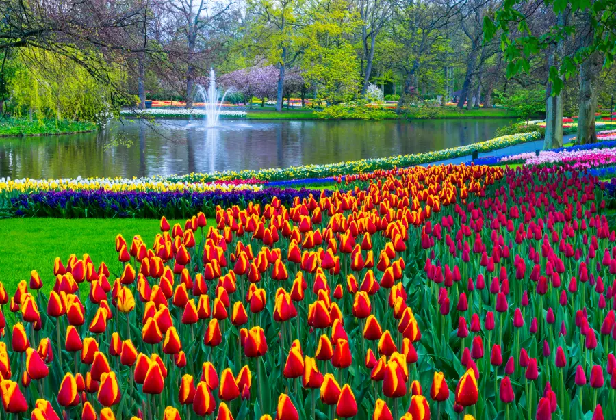 field of tulip flowers