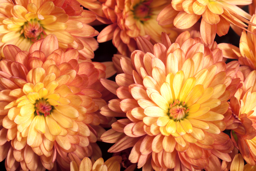 https://www.flowers.com/blog/wp content/uploads///orange chrysanthemum