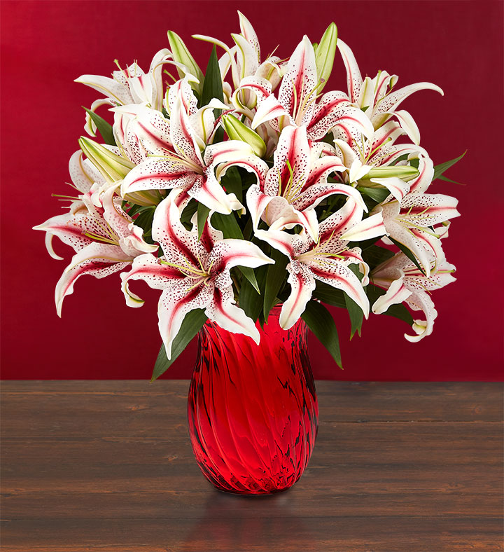 popular christmas flowers with candy cane lily
