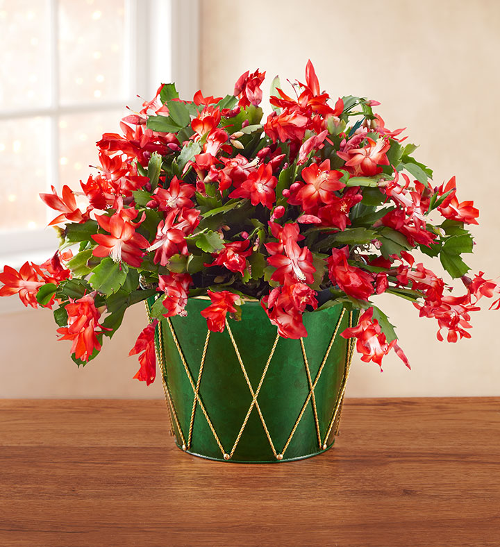 popular christmas flowers with Christmas Cactus