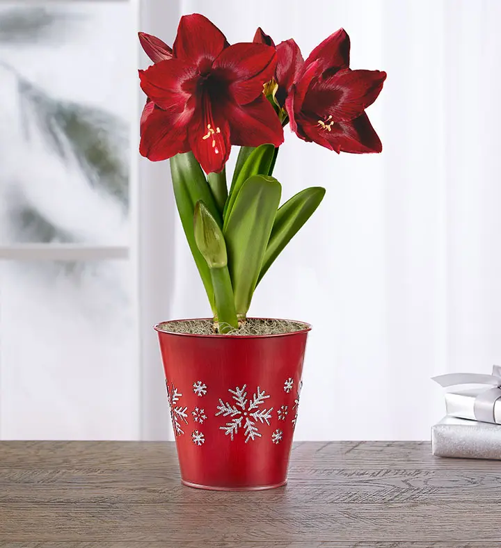 popular christmas flowers with amaryllis
