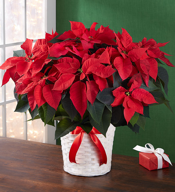 popular christmas flowers with Poinsettia plant