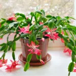 christmas cactus