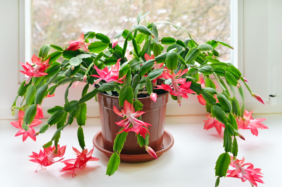 Christmas Cactus Care and Facts