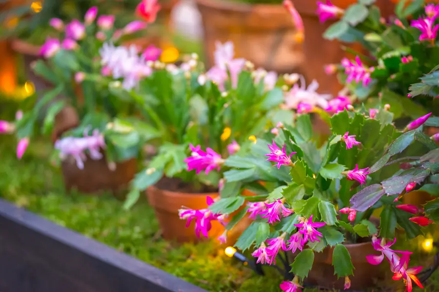 group of christmas cactus