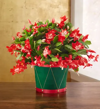 Christmas Cactus Plant