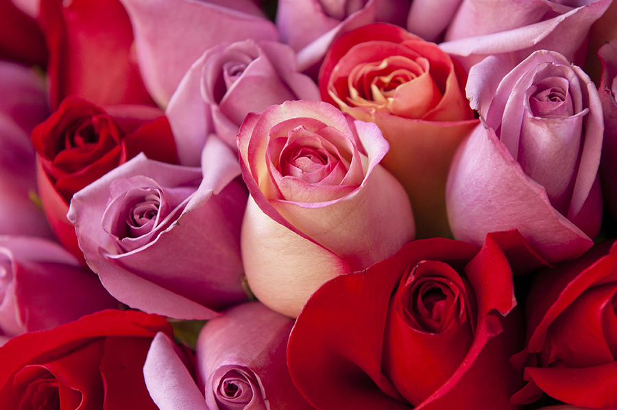 Photo of roses, the zodiac flowers of Libra.