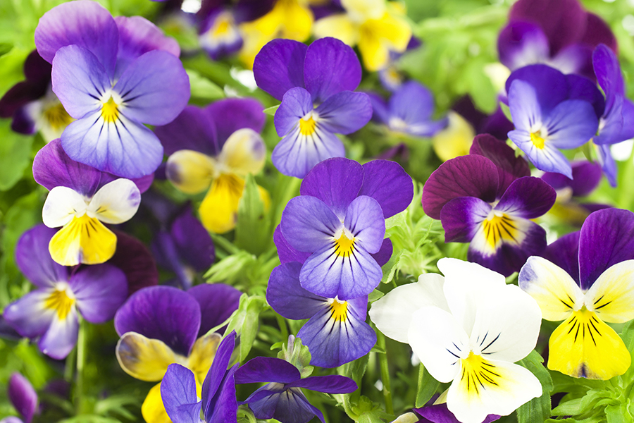 Photo of pansies, the zodiac flower of Capricorn.