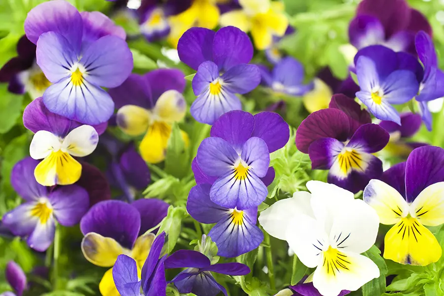 zodiac flowers with pansies
