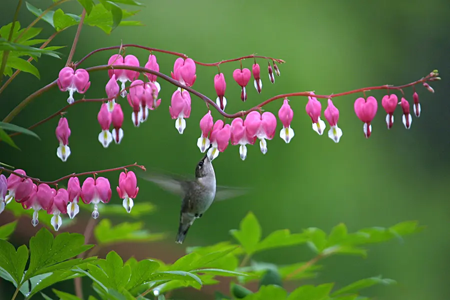 Spring perennial flowers discount
