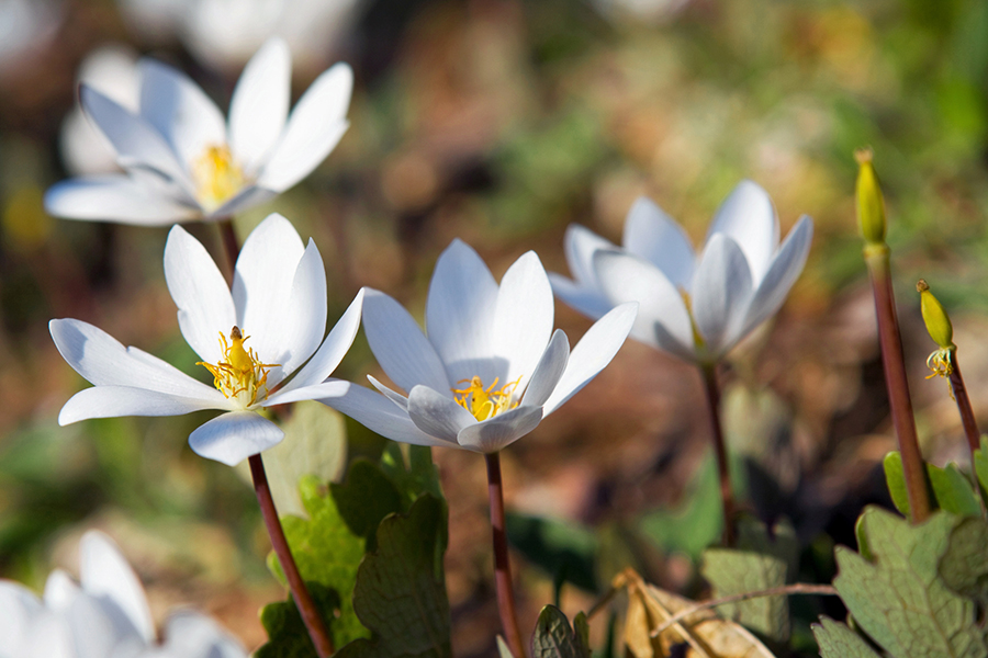 Bloodroot flowers growing in northern illinois