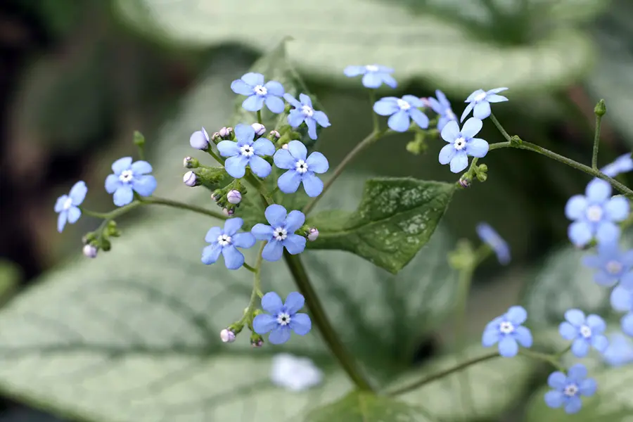 perennial flowers with Brunnera flowers