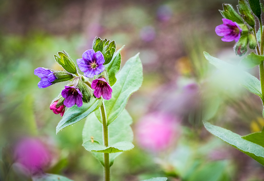 Flowering Pulmonaria officinalis also known as lungwort