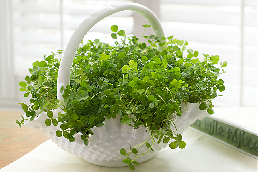 10 Things That You May or May Not Have Known About Shamrocks!