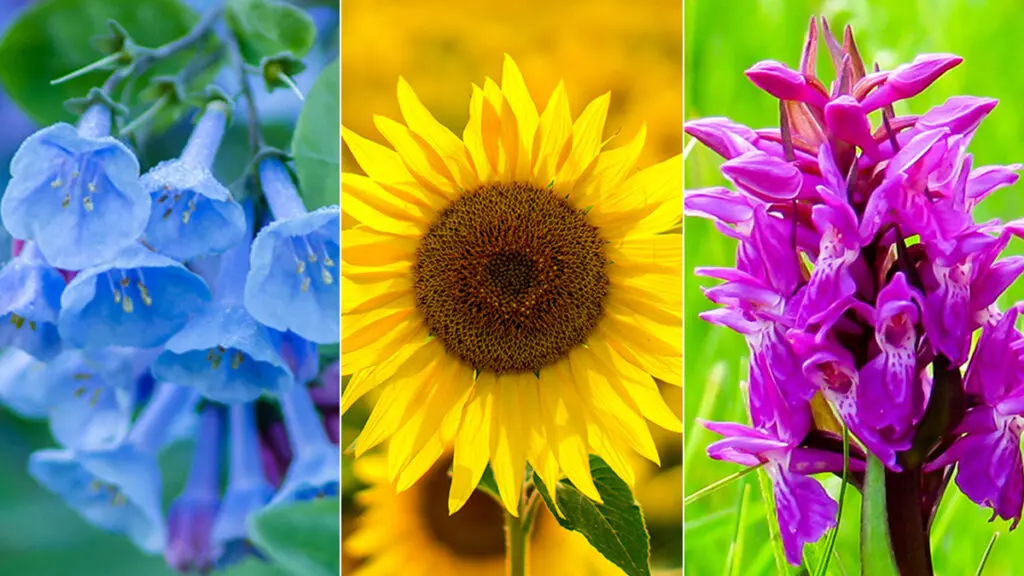 Early spring flowers deals
