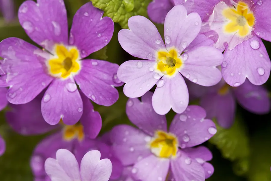 perennial flowers with violet primula with raindrops
