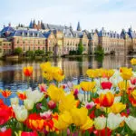 Photo of Tulips in front of the Dutch parliament building