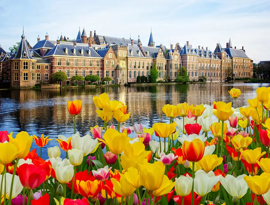 Photo of Tulips in front of the Dutch parliament building