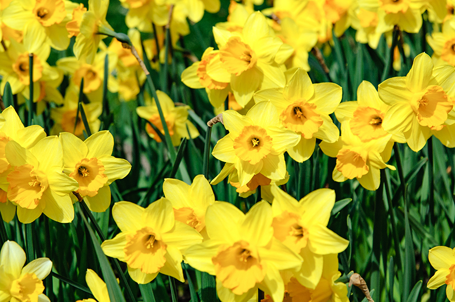 Daffodil field in spring