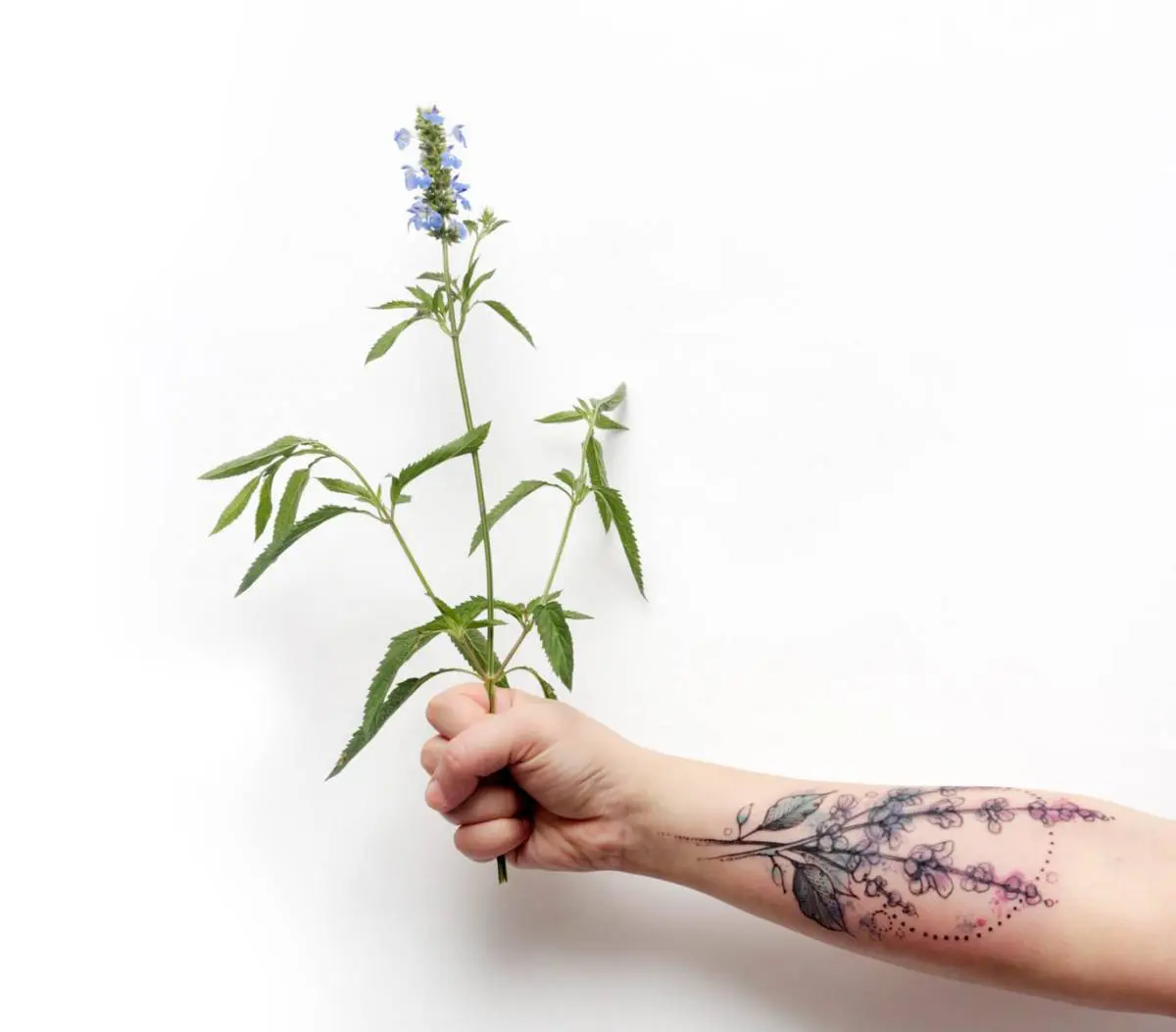 An tattooed with lavender holds a lavender plant. These flowers symbolize devotion, grace, and calmness.