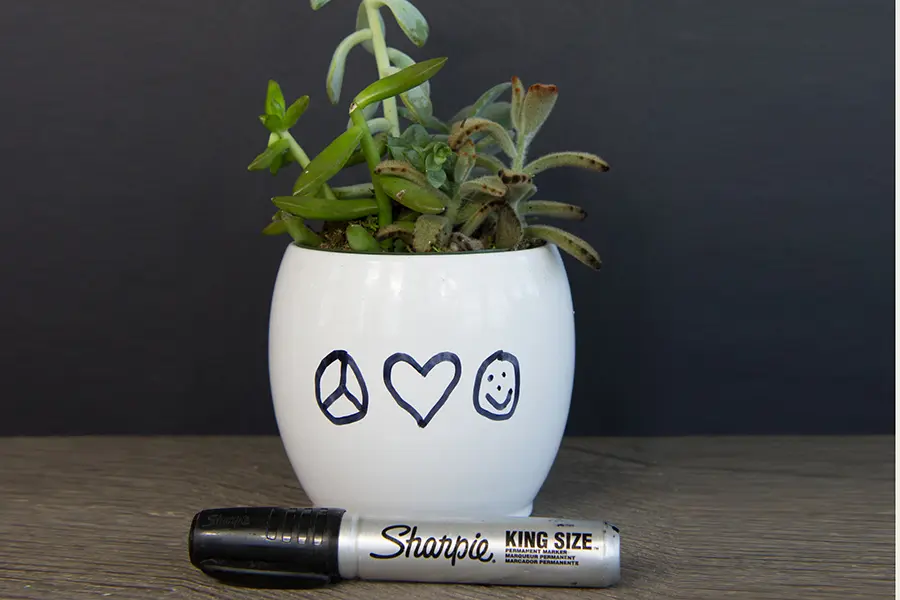 diy succulent craft with sharpie