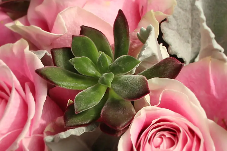 DIY Mother's Day Flower Gift with closeup of succulent flower