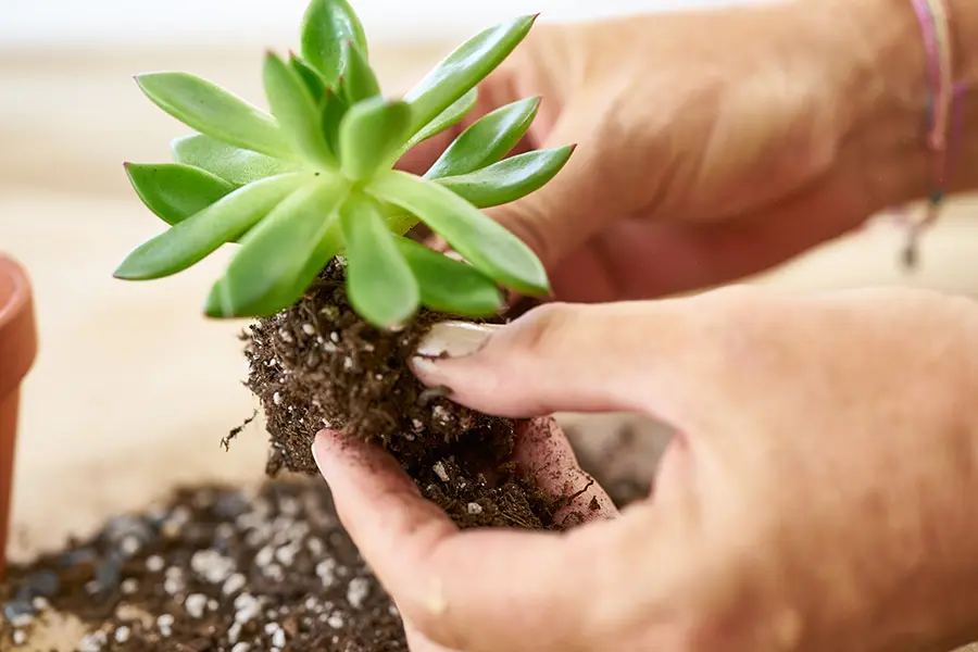 DIY Mother's Day Flower Gift with removing dirt from succulent roots