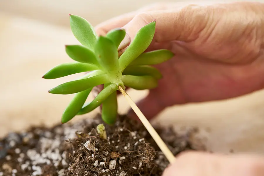 DIY Mother's Day Flower Gift with skewering succulent