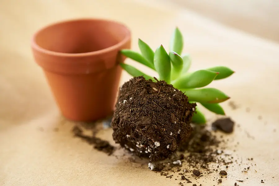 DIY Mother's Day Flower Gift with succulent out of pot