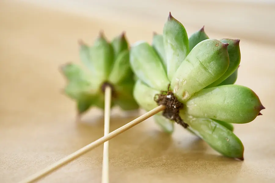 DIY Mother's Day Flower Gift with succulent flowers