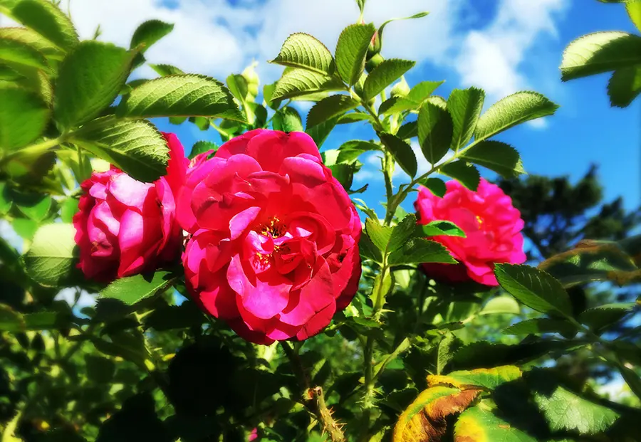 Close-up of a pink wild edric rose flower on a rose bush in spring time.