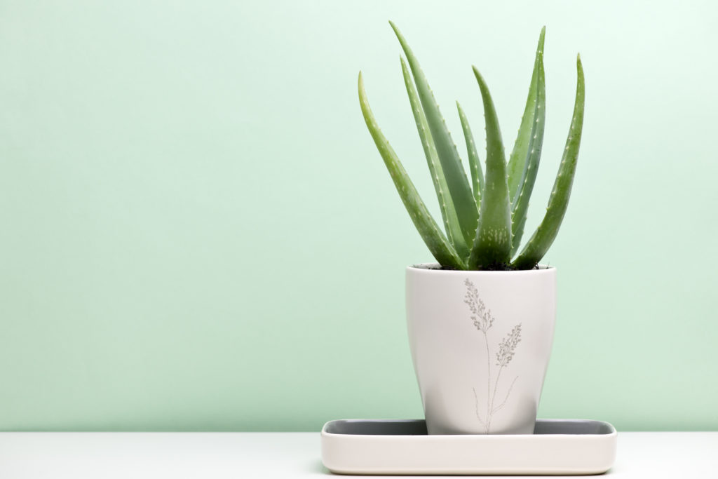 Best Indoor Plants for Your Home