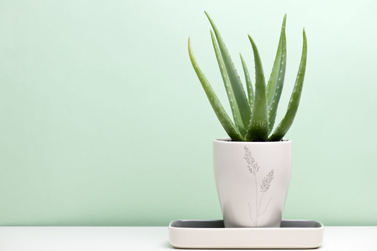 Best Indoor Plants for Your Home