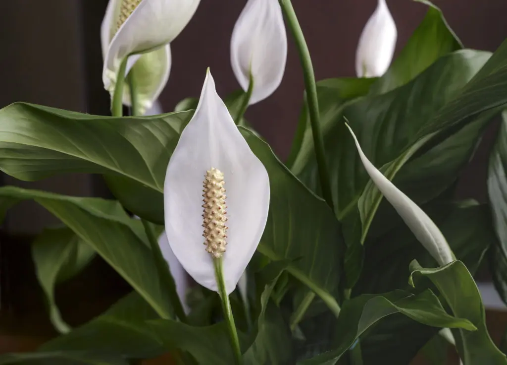 indoor plants with peace lily