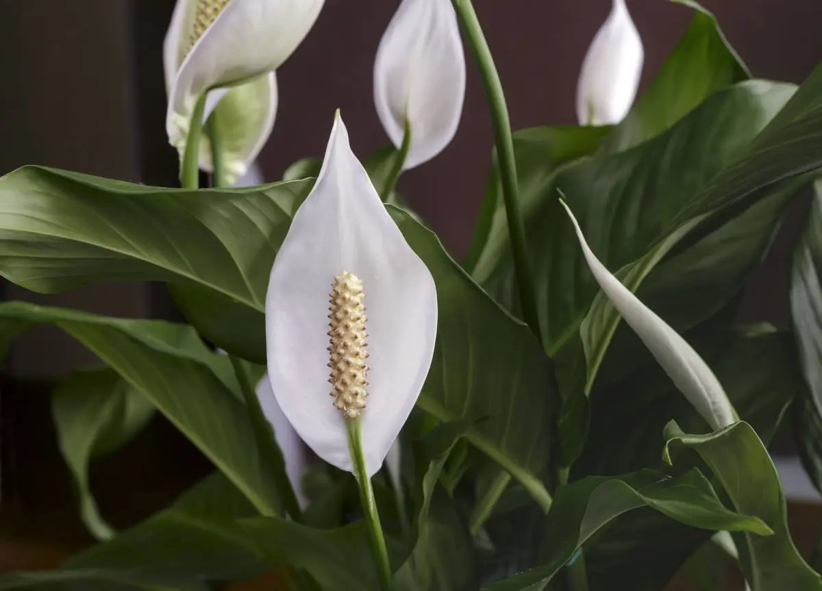 tropical flowers with peace lilies