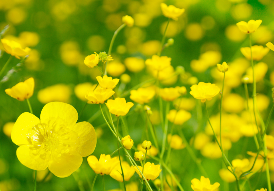 zodiac flowers with buttercups