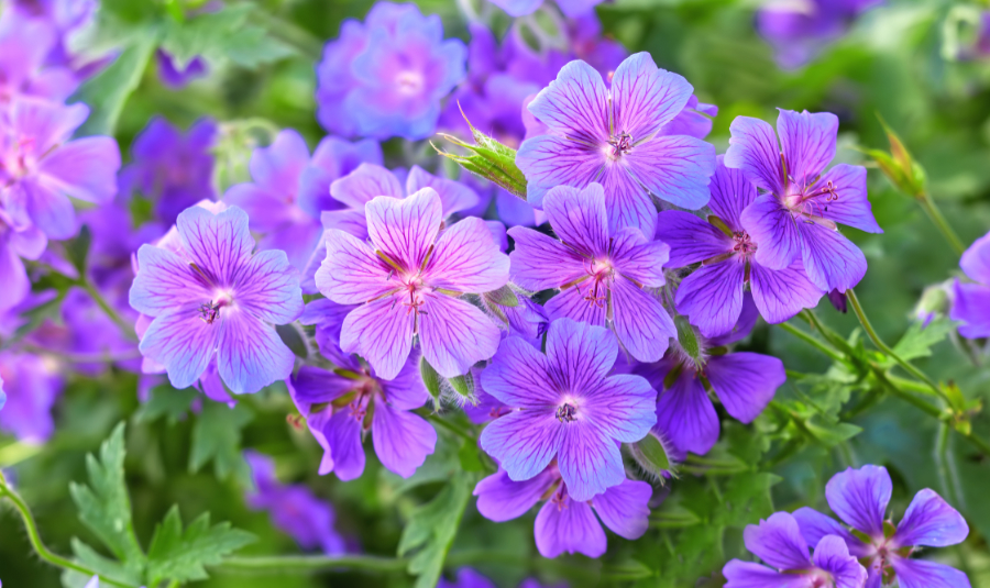 Photo of geraniums, zodiac flowers of Scorpio.