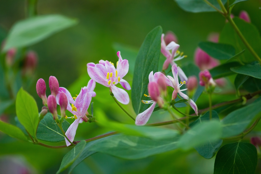 Photo of honeysuckle, the zodiac flower of Aries.