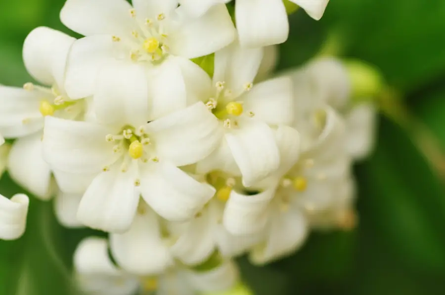 white-jasmine-flowers