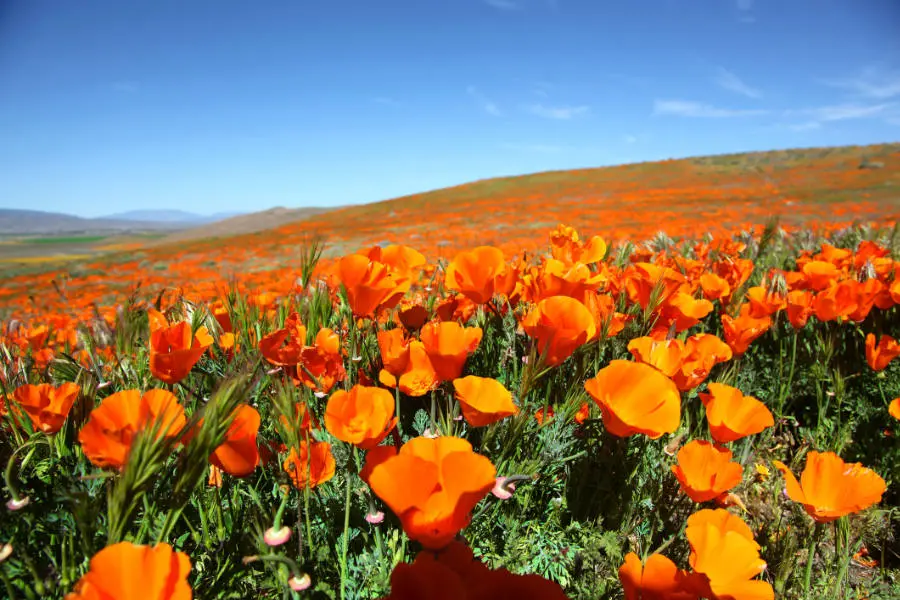 field-of-poppies